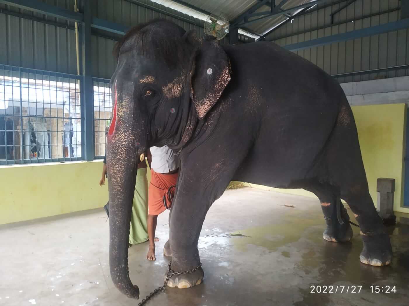 New Mahout Uses Pliers to Twist the Skin of Beaten and Illegally Held Assam Elephant Joymala (Known as Jeymalyatha in Tamil Nadu)
