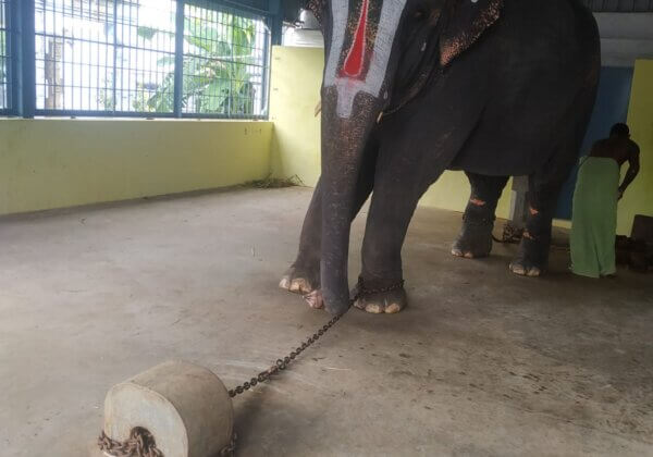 PETA इंडिया ने दुर्व्यवहार एवं प्रताड़ना सहने वाली हथिनी जेमाल्याथा को रिहा करने की मांग की, शिकायत के बाद उसके साथ दुर्व्यवहार करने वाला गिरफ्तार
