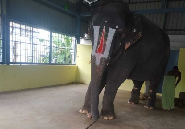 PETA India Renews Calls for Seizure of Abused Elephant Jeymalyatha After Complaint Leads to the Arrest of Her Alleged Abuser