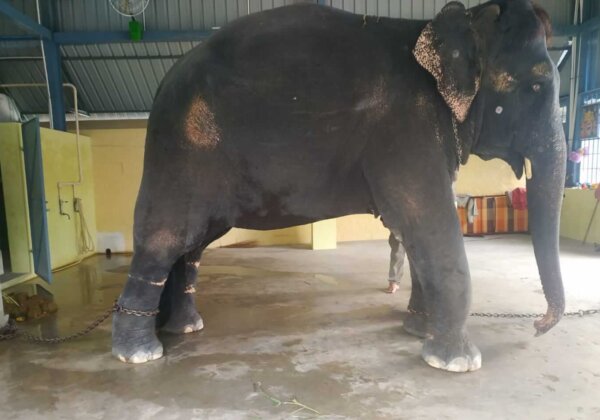 URGENT! Help Us Rescue Bullied Elephant Jeymalyatha