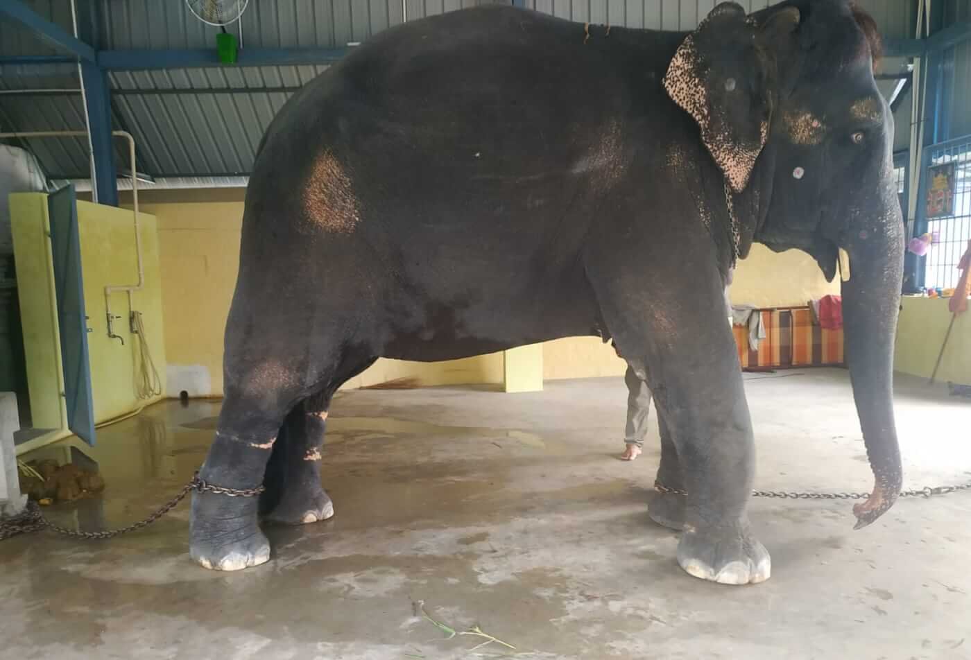 URGENT! Help Us Rescue Bullied Elephant Jeymalyatha