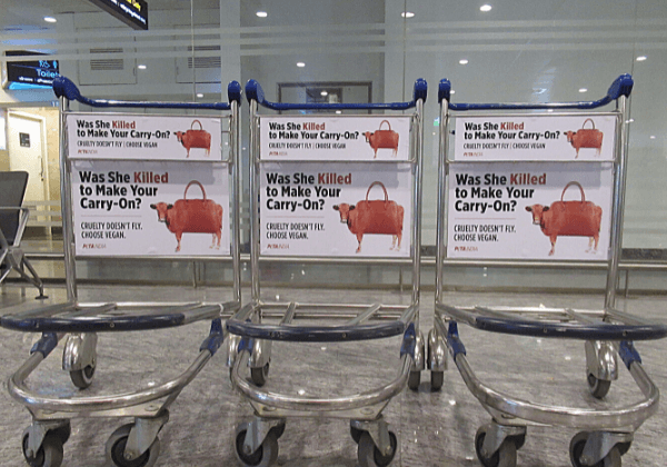 “गाय प्रशंसा दिवस” से ठीक पहले PETA इंडिया द्वारा चमड़े के खिलाफ हवाईअड्डे पर नए विज्ञापन में संदेश- “Cruelty doesn’t fly”