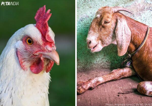 chicken and goat used for sacrifices collage - website banner 600 by 420 pixels