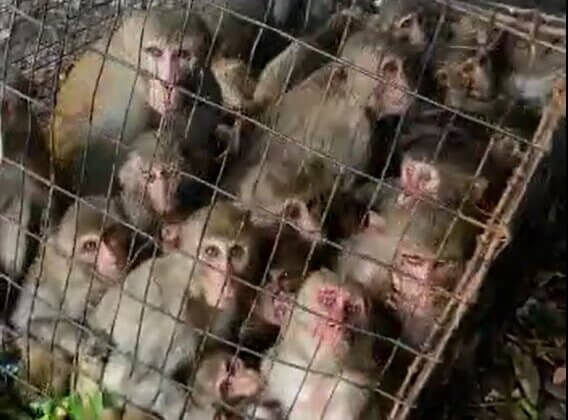 Monkeys Illegally Kept Captive for Weeks Rescued by Vijayawada Forest Department After PETA India Prompt