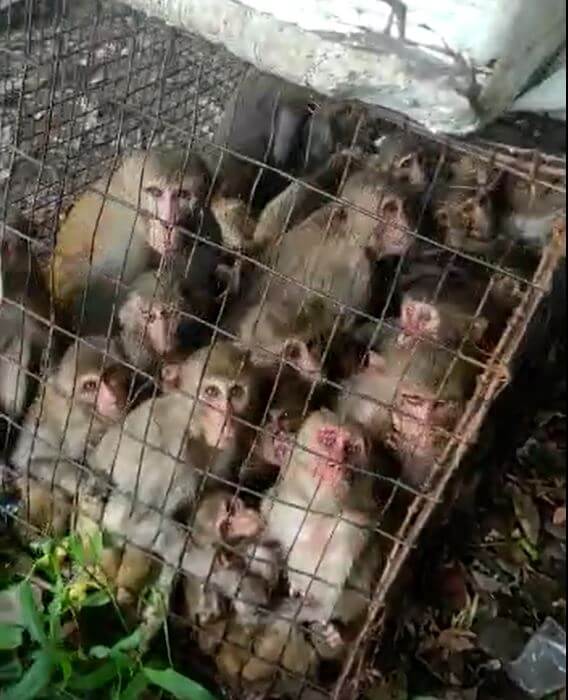 monkeys captive in Vijayawada screengrab
