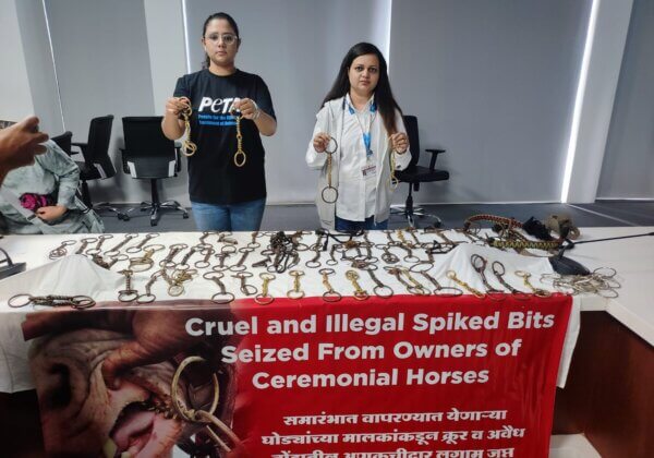 महाराष्ट्र पुलिस और PETA इंडिया ने घोड़ों को नियंत्रित करने के लिए इस्तेमाल  की जाने वाली दर्जनों  काँटेदार लगामों का प्रदर्शन किया