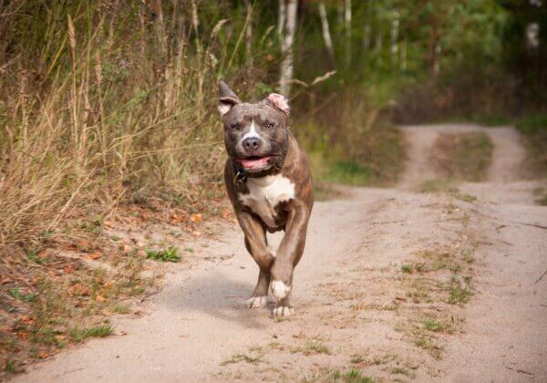 PETA India Calls For Ban on Foreign Dogs Used for Fighting and Other Suffering Breeds