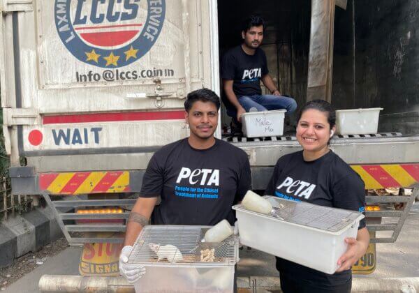 Victory! PETA India Rescues More Than 150 Animals From JIPMER’s Illegal Experimentation Facility