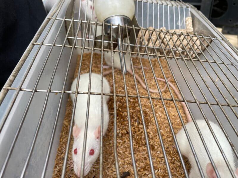 rats and mice rescued from JIMPER