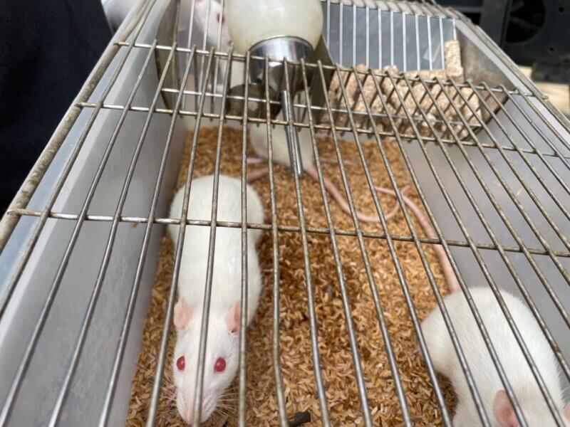 rats and mice rescued from JIMPER