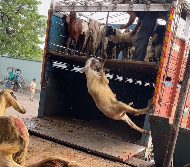 Breaking News: Mumbai Deonar Slaughterhouse Investigation by PETA India  Reveals Appalling Cruelty and Filth - Blog - PETA India