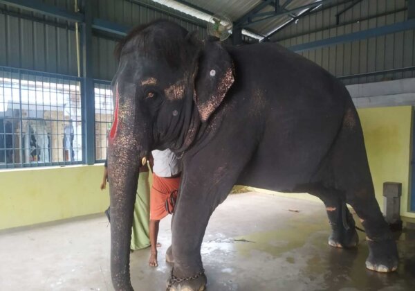 URGENT! Help Us Rescue Bullied Elephant Jeymalyatha