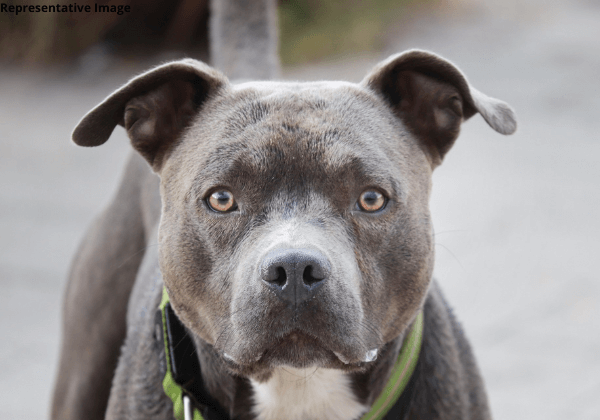 PETA India Urges Haryana and Uttar Pradesh to Ban Foreign Dog Breeds Used for Fighting, Shut Down Illegal Pet Shops and Breeders, and Crack Down on Dogfights After Pit Bull Attacks - PETA India Urges Haryana and Uttar Pradesh to Ban Foreign Dog Breeds Used for Fighting, Shut Down Illegal Pet Shops and Breeders, and Crack Down on Dogfights After Pit Bull Attacks -