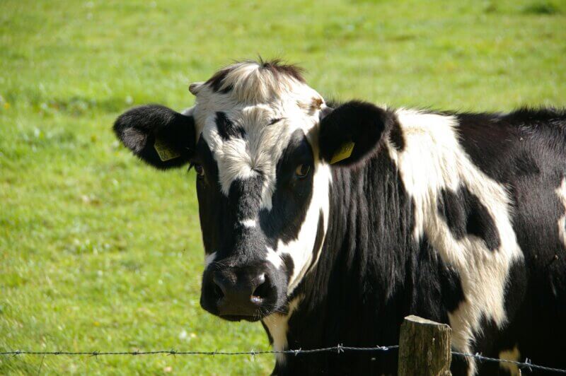 cow in nature