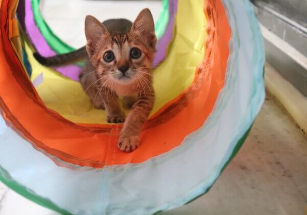 PETA इंडिया द्वारा मुज़ामिल इब्राहिम की सहायता से बचाए गए बिल्ली के बच्चे को अब एक स्थायी घर की आवश्यकता है