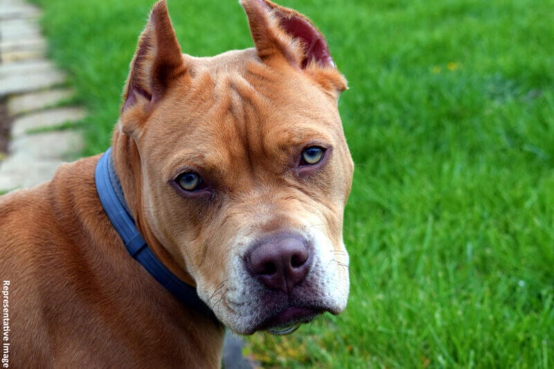 pit-bull dog image with representative text