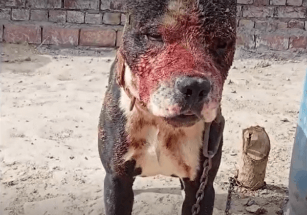 New Investigation Reveals the Heartbreaking Cruelty of Dogfights