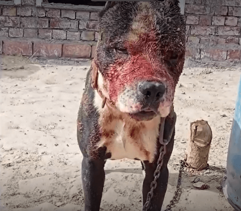 New Investigation Reveals the Heartbreaking Cruelty of Dogfights