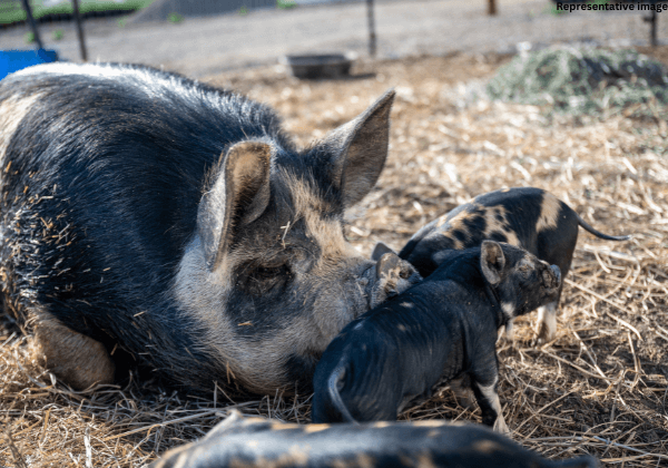 PETA इंडिया की अपील के बाद, आंध्र प्रदेश सरकार ने माता सूअरों को कैद में रखने वाले पिंजरों के खिलाफ़ सर्क्युलर ज़ारी किया