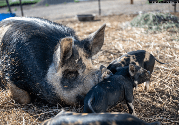 Andhra Pradesh Issues Circular Against Confining Mother Pigs to Crates and Demands Compliance, Following PETA India Appeal - Blog - PETA India Andhra Pradesh Issues Circular Against Confining Mother Pigs to Crates and Demands Compliance, Following PETA India Appeal - Blog - PETA India