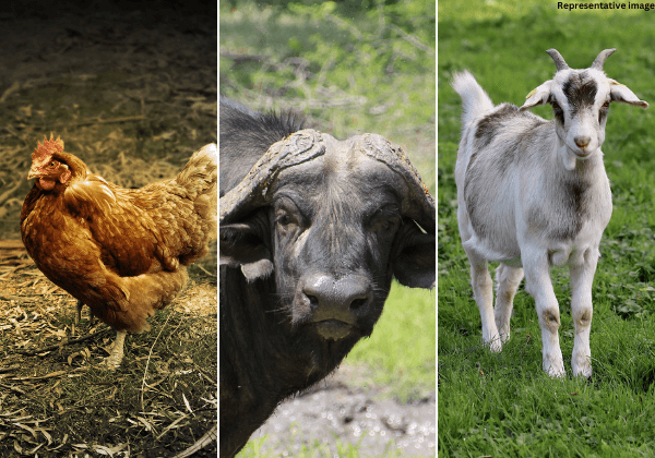 PETA इंडिया के अपील के बाद छत्तीसगढ़ पुलिस ने जानवरों की कुर्बानी के लिए अवैध हत्याओं एवं क्रूरताओं पर कार्यवाही की मांग की, जबकि राज्य ने अन्य पशु कल्याण में सुधार किए