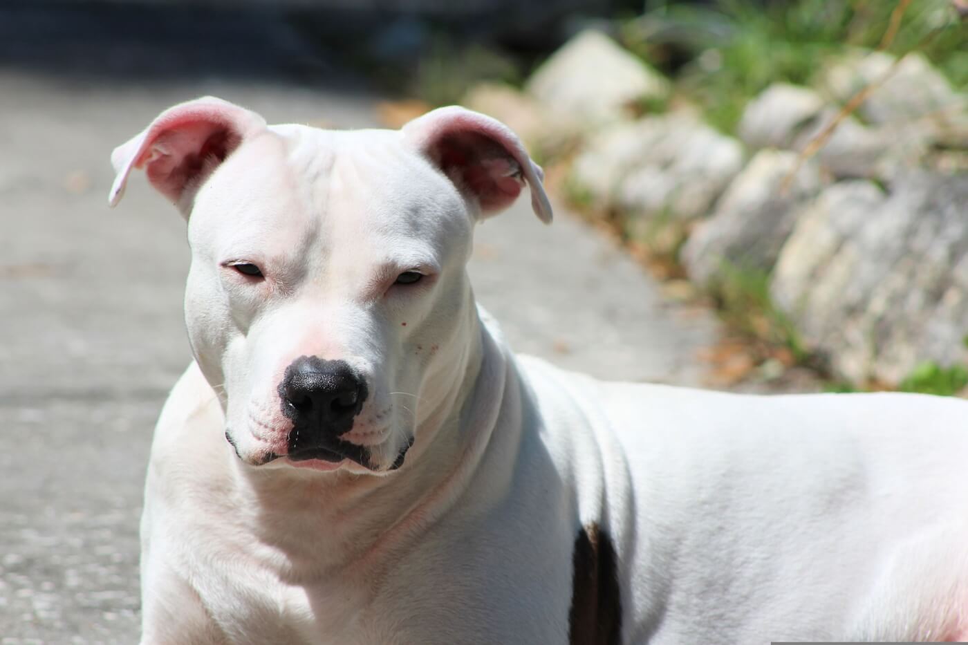 Peta staffordshire bull best sale terrier