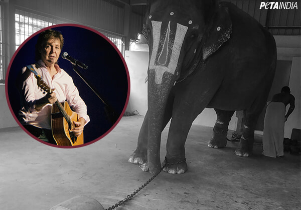 Sir Paul McCartney, Other Stars, Come to the Aid of Elephant Jeymalyatha (Joymala)