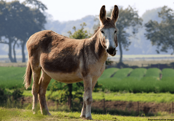 बपटला पुलिस द्वारा PETA इंडिया एवं स्थानीय समूहों के साथ मिलकर गधे के मांस के अवैध व्यापार के खिलाफ़ छापेमारी