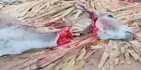 गधों की घटती जनसंख्या के बीच, PETA इंडिया की नयी जांच में गधों के साथ की जाने वाली घोर क्रूरता का खुलासा हुआ