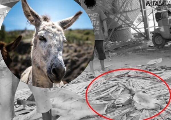 Donkeys Are Being Slaughtered and Their Flesh Is Being Sold on the Streets of Andhra Pradesh – This Must Be Stopped