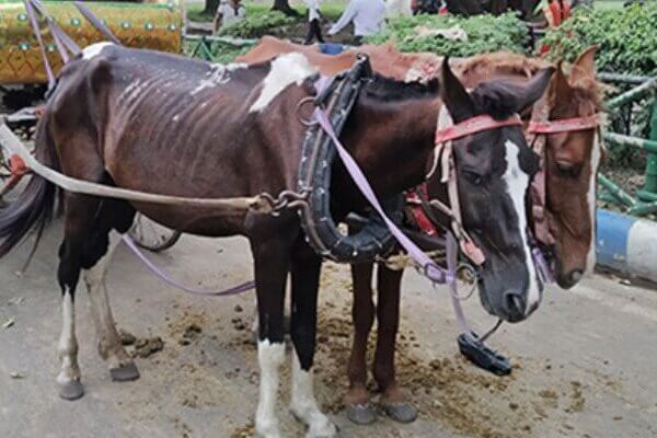 Help Kolkata Transition from Horse-Drawn Carriages to Cruelty-Free Electric Carriages