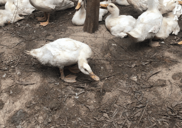 PETA Asia Exposes Shocking Abuse of Ducks for ‘Responsible’ Down