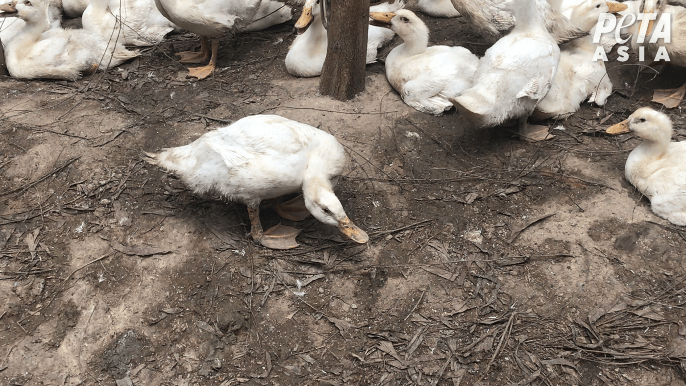 PETA Asia Exposes Shocking Abuse of Ducks for ‘Responsible’ Down