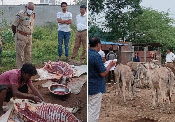 PETA इंडिया और स्थानीय समूह की मदद से बापतला पुलिस द्वारा सुबह तड़के छापेमारी करके 16 गधों को बचाया गया और 100 किलो से भी अधिक गधे के मांस को ज़ब्त किया गया