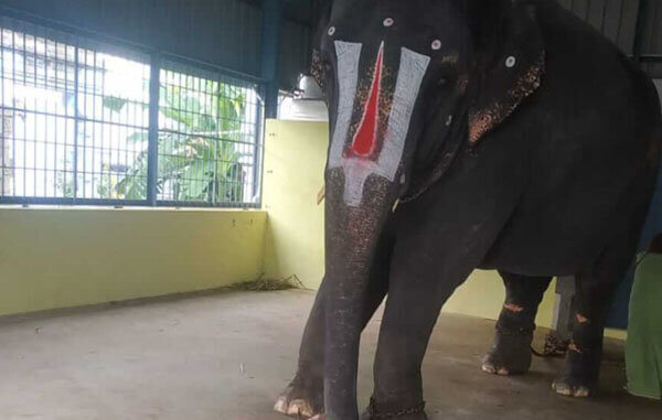 PETA India Intervenes in Abused Elephant Joymala’s Case in Gauhati High Court