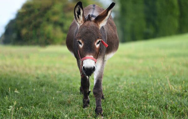 In a First, 36 Donkeys Rescued and Over 500 Kilos of Donkey Meat Seized by Prakasam Police in Early Morning Raids With PETA India and Local Groups