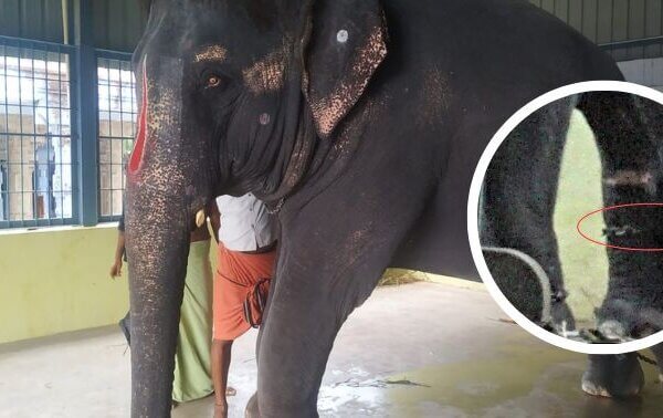 New Investigation: Elephant Joymala (Jeymalyatha) Still in Chains and Controlled With Weapons