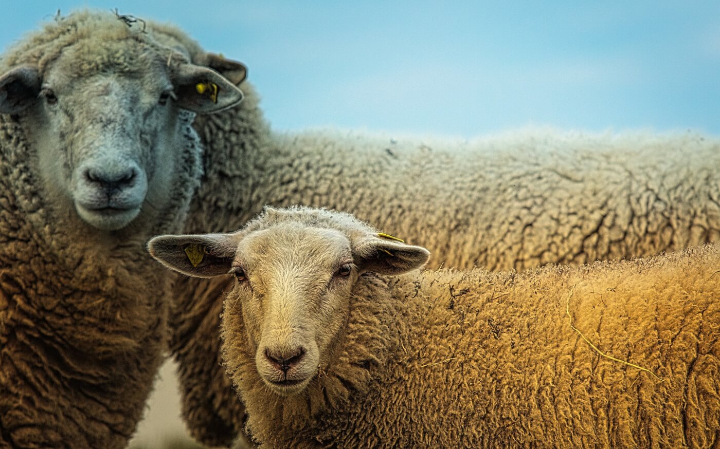 Is Wool Vegan? Ethical Considerations of The Wool Industry