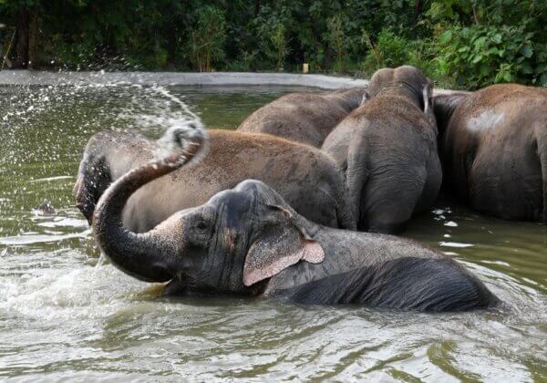 PETA इंडिया और FIAPO द्वारा चलाए गए अभियानों के बाद 29 हाथियों को सर्कसों से बचाकर पुनर्वासित किया गया