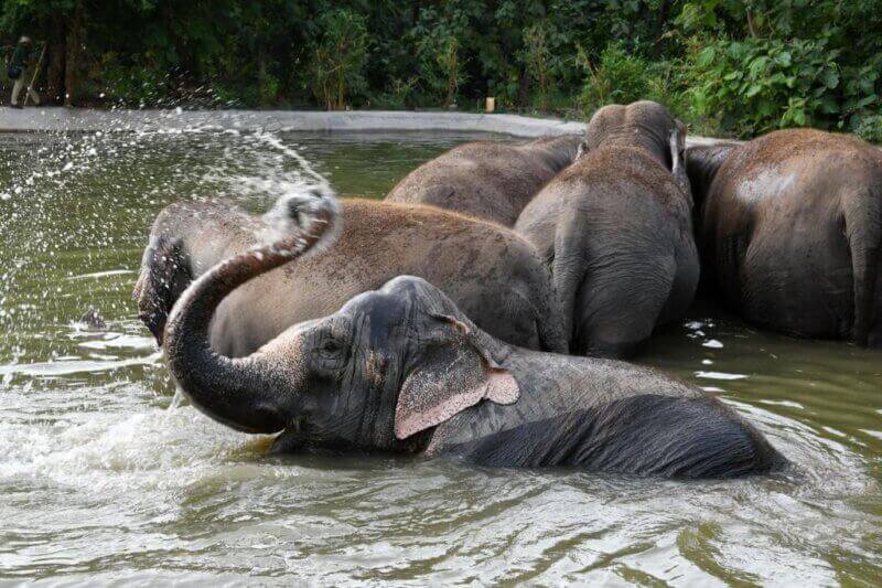 29 Elephants Rescued From Circuses and Rehabilitated Following PETA India and FIAPO Campaigns - Blog - PETA India 29 Elephants Rescued From Circuses and Rehabilitated Following PETA India and FIAPO Campaigns - Blog - PETA India