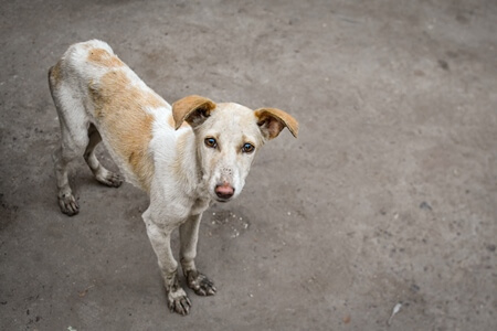 PETA India’s Emergency and Cruelty Response Teams’ Top 10 Lifesaving Actions in 2022