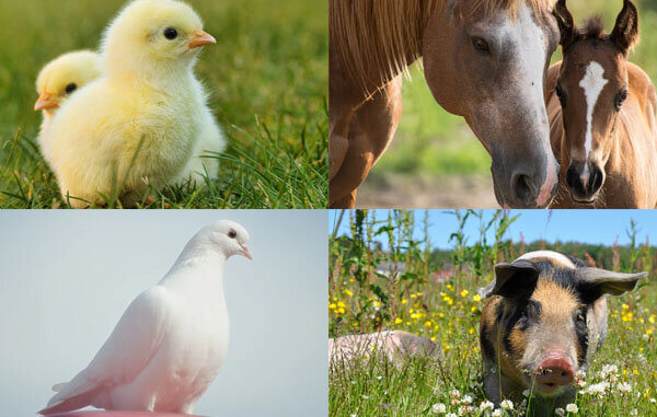 PETA India Celebrates International Animal Rights Day With Big Wins