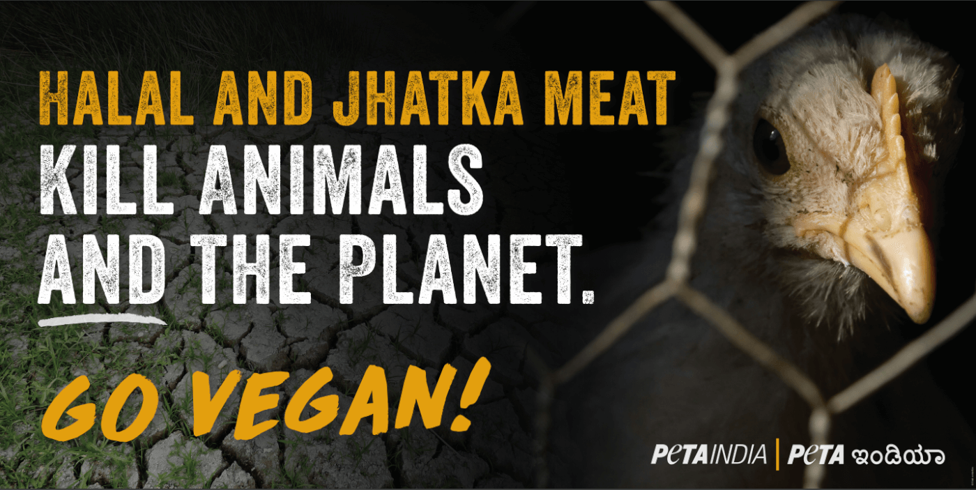 Halal and Jhatka Meat Kill Animals and Planet, Say PETA India's New Billboards in Belagavi - Blog - PETA India Halal and Jhatka Meat Kill Animals and Planet, Say PETA India's New Billboards in Belagavi - Blog - PETA India