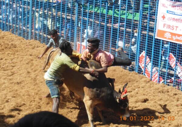 PETA India Investigates 2022 Jallikattu Events – Again Proves It’s Cruel