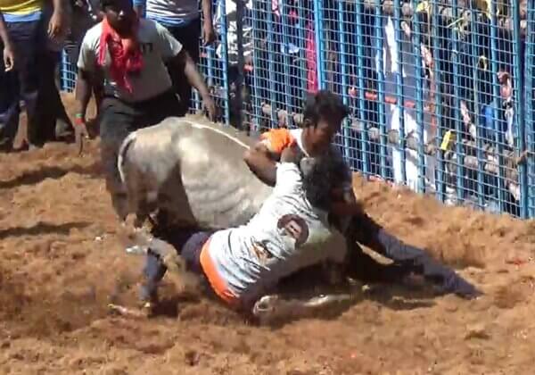 Supreme Court Allows Cruel Jallikattu and Other Bull Torture Events, Throwing India Into the Dark Ages
