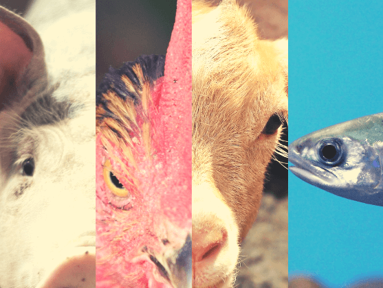 PETA इंडिया ने कर्नाटक सरकार से हलाल/झटका के बजाय वीगन जीवनशैली का प्रचार-प्रसार करने का अनुरोध किया