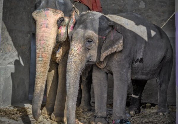 Ahead of Winter Session, Members of Parliament Receive PETA India Push to Protect Elephants