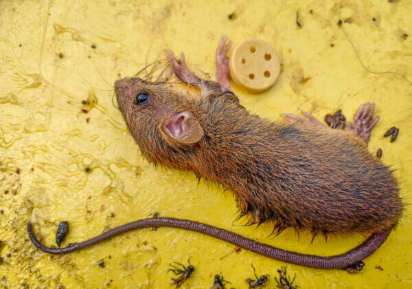 Himachal Pradesh Bans Glue Traps to Protect Rodents and Other Small Animals, Following PETA India Appeal