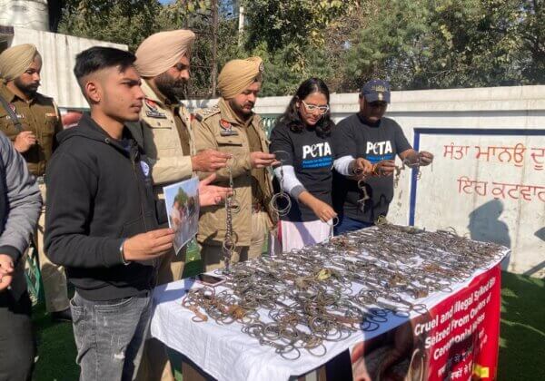 Amritsar Police, PETA India, and Aashray Foundation Display Hundreds of Seized Spiked Bits Used to Control Horses in Weddings
