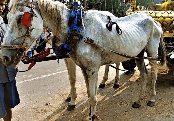 नयी जाँच में कलकत्ता के घोड़ों की दयनीय स्थिति का खुलासा हुआ और PETA इंडिया ने कलकत्ता उच्च न्यायालय में घोड़ा गाड़ियों पर रोक लगाने की मांग जारी रखी